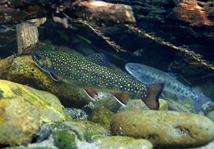http://www.maryedwardsphotography.com/m_edwards/3Pictures/Fish/brook_trout.htm