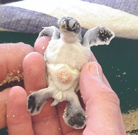 green-hatchling-1-mark-ha_0011