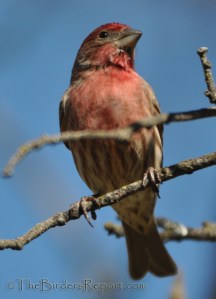 //www.thebirdersreport.com/birding-supplies/bird-feeders/house-finch-male-for-bird-photography-weekly
