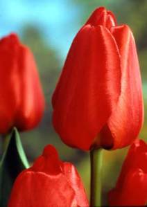 tulips-red