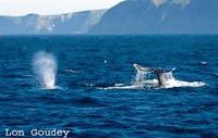 whale-tail_-lon-goudey-thumb