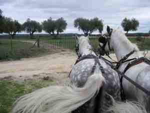 Lusitania horses near cork forest Ribatejo Portugal