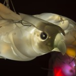 Predator-Falcon-1-150x150