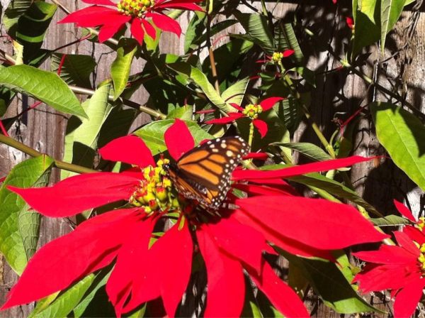 429425_10151179414420924_96755759_n