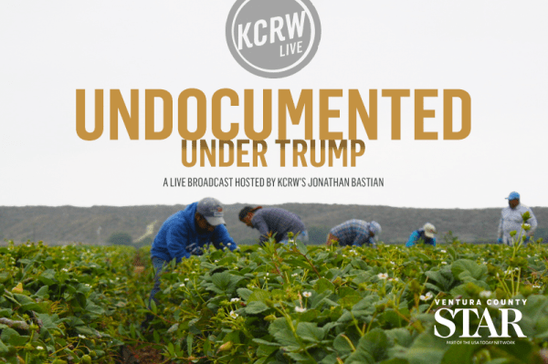 800x533wordpress-undoc-under-trump-alt