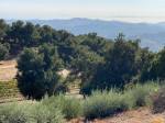 dolcetto-and-olives-pacific-view