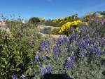 wildflowers at Channel Islands National&nbsp;Park